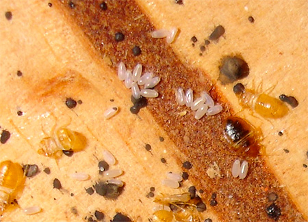 Vejce a larvy domácích chrobáků