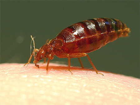 Photos of a bed bug