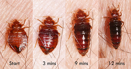 Bedbug before and after meals