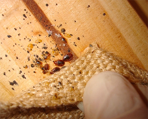 Eggs and larvae of bed bugs