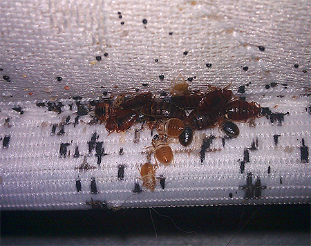 Bed bugs on the mattress