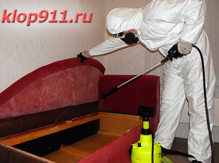 Professional disinfection from bedbugs