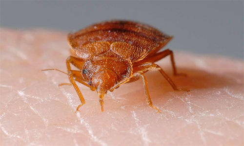 Bedbug: närbild foto