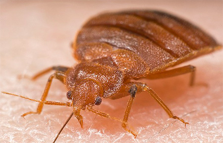 The photo shows a proboscis bed bug
