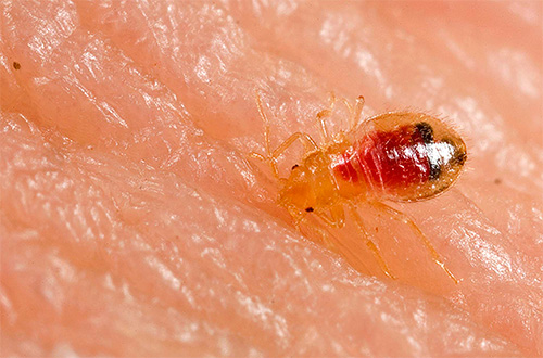 The photo shows the bed bug bug that drinks blood.