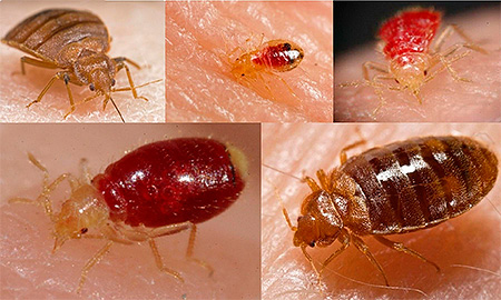 Bedbugs are not carriers of dangerous diseases.