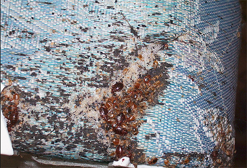 Bed bugs nest in old mattress