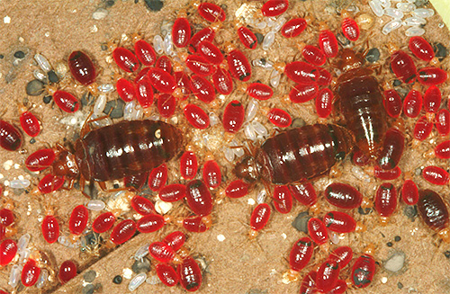 A bedbugs élelem nélkül élhet