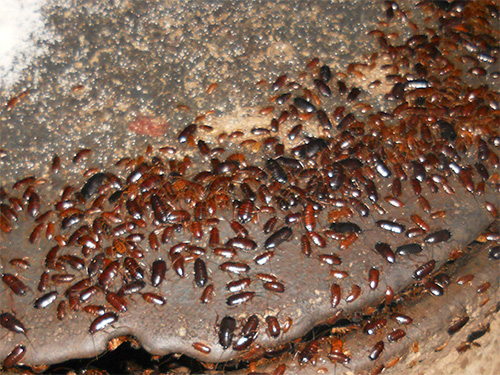 A lot of cockroaches
