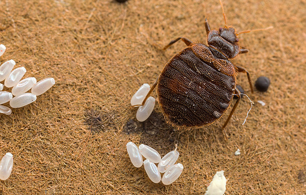 Let's try to figure out how to get rid of bed bugs in the apartment once and for all ...