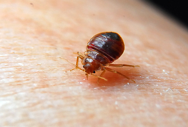 If you act correctly, then you can really get rid of bedbugs on your own, and in a fairly short time.