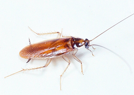 Red cockroach (prusak)