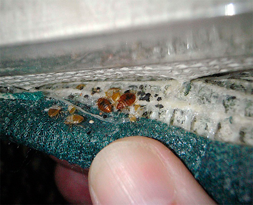 Example of bedbugs in the mattress
