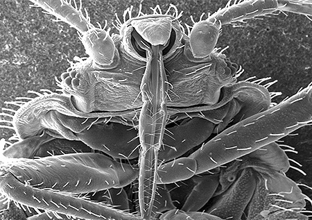 Proboscis bed bug close-up