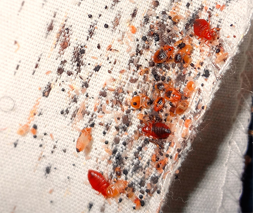Excrement bedbugs on the mattress