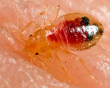 The photo shows blood in the body of the bug larva