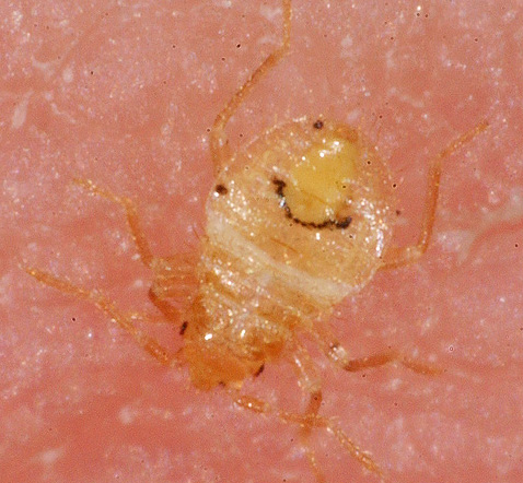 Hungry bed bug larva