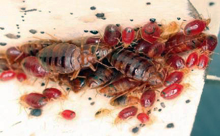 Dospělí brouci a jejich larvy