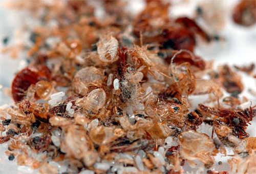 Chitin kryty hmyzu v hnízdě