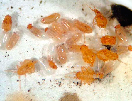Eggs bed bugs close up