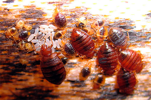 Adult bedbugs, larvae and eggs