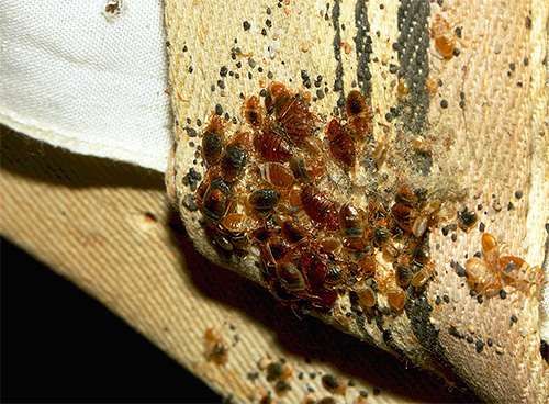 Typical bed bugs nest