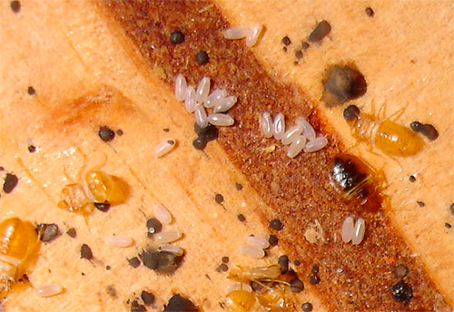 Bed bug eggs