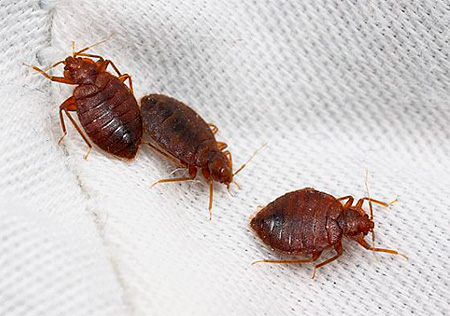 Large bedbugs