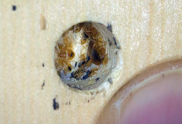 It looks like a typical nest of bed bugs in furniture.