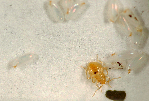 De incubatietijd voor het fokken van larven van bedwantsen uit eieren met een gunstige binnentemperatuur kan minder dan een week zijn.