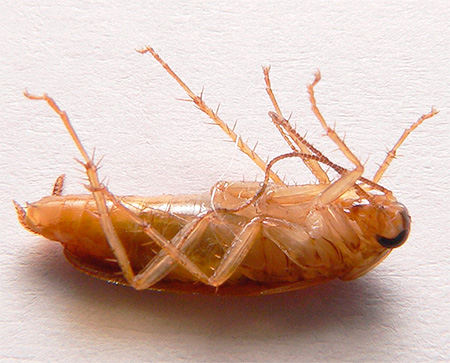 A cockroach struck by the Regent can cause the death of its kindred.