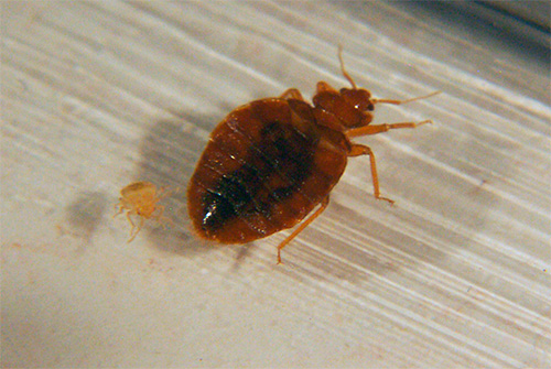 Bedbug and its larva