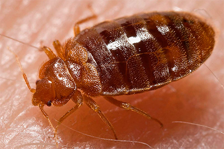 Consider the most effective ways to destroy bed bugs in the apartment.