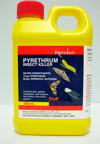 Pyrethrum from bedbugs and other insect parasites