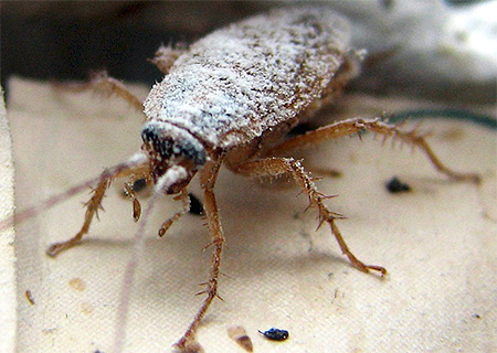 Als de kakkerlak over het boorzuurpoeder liep, dan zou hij er later vanaf komen.