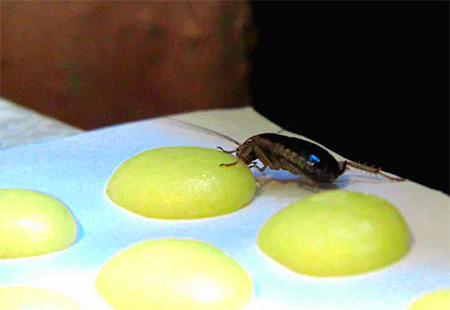 Kackerlacka som äter giftbete