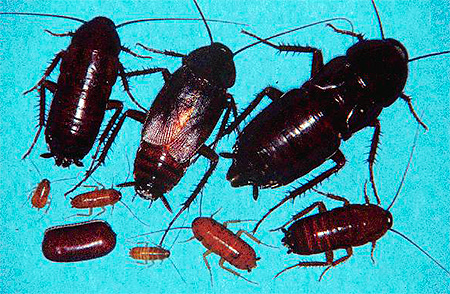 Vuxna individer och larver av svarta kackerlackor