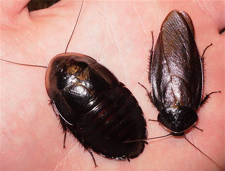 Kvinnlig och manlig svart kackerlacka