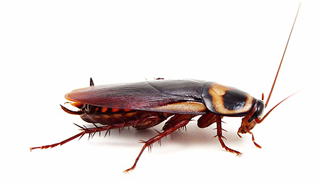 Amerikansk kackerlacka
