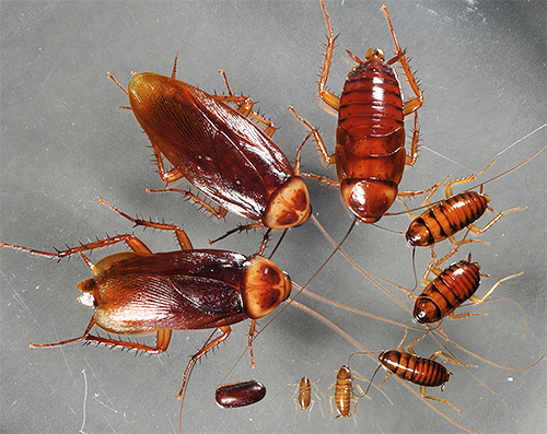 Larverna (nymfer) av den amerikanska kackerlackan