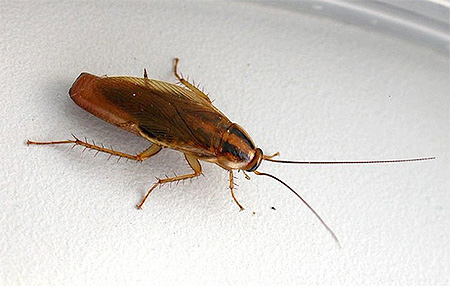 Kvinnlig röd kackerlacka