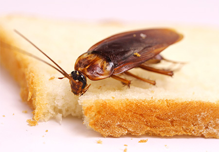 Het wegwerken van kakkerlakken in het appartement