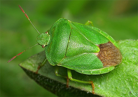 Zelený smradlavý bug