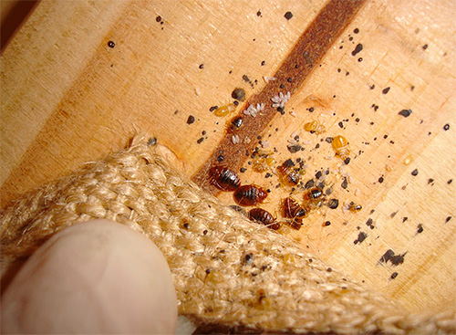 Adult bugs, their larvae and eggs