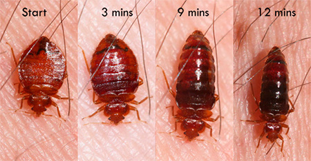 Bedbug increases in size as blood becomes saturated