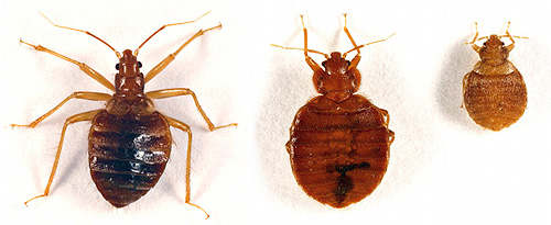 Different types of domestic bugs