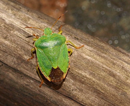 Forest bug: close-up photo