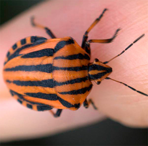 Forest bugs are not inclined to bite people