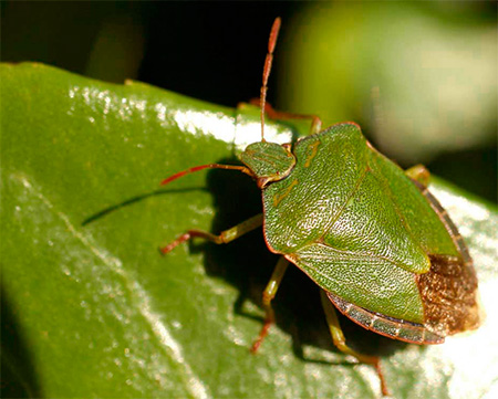 Another species of forest bug