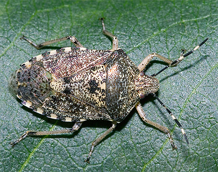 Bedbug Raphigaster nebulosa